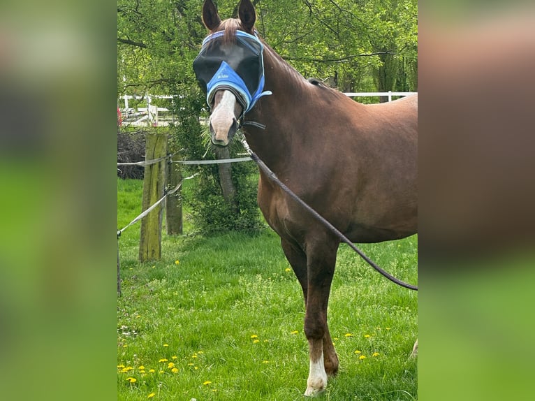 Hannoveraner Wallach 11 Jahre 174 cm Dunkelfuchs in Dortmund