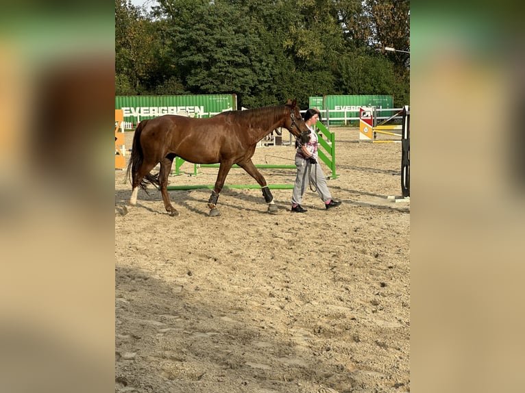Hannoveraner Wallach 11 Jahre 174 cm Dunkelfuchs in Dortmund