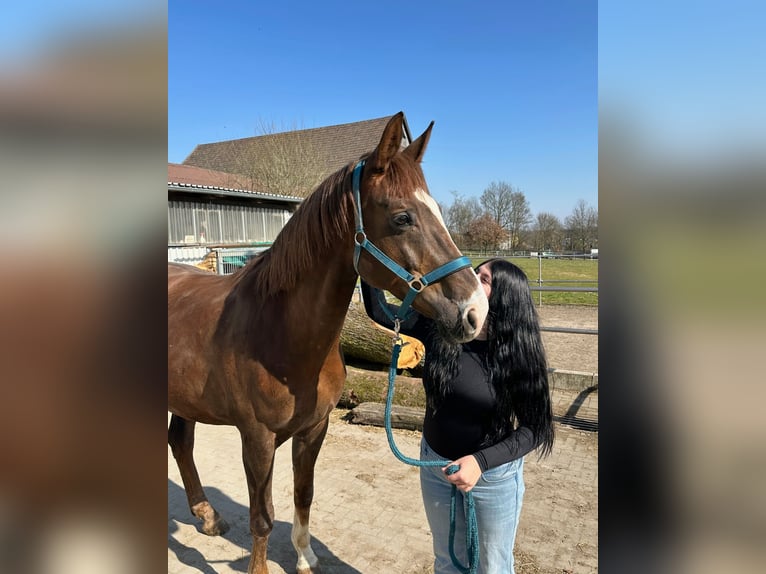 Hannoveraner Wallach 11 Jahre 174 cm Dunkelfuchs in Dortmund