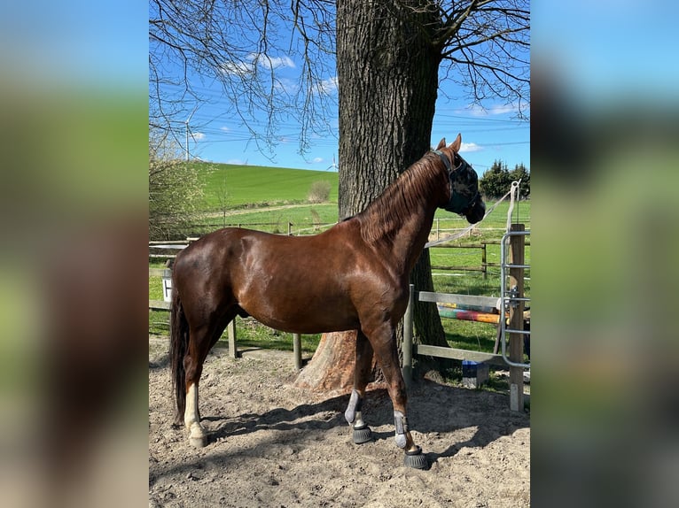 Hannoveraner Wallach 11 Jahre 174 cm Dunkelfuchs in Dortmund