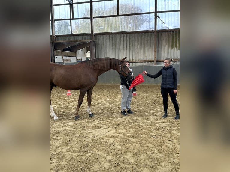 Hannoveraner Wallach 11 Jahre 174 cm Dunkelfuchs in Dortmund