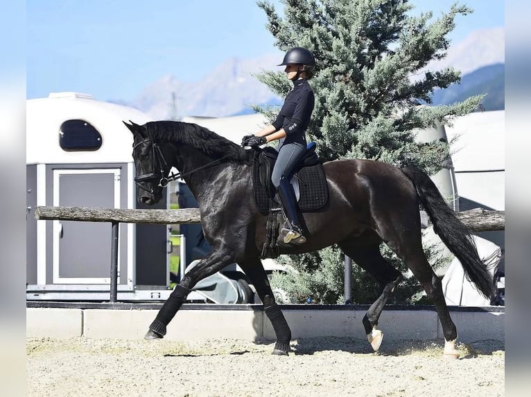 Hannoveraner Wallach 11 Jahre 174 cm Rappe in Zirchow
