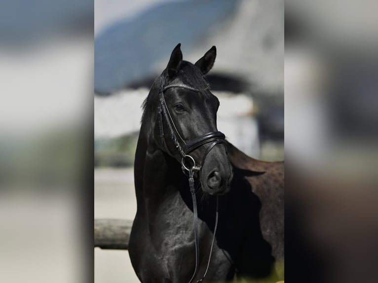 Hannoveraner Wallach 11 Jahre 174 cm Rappe in Zirchow