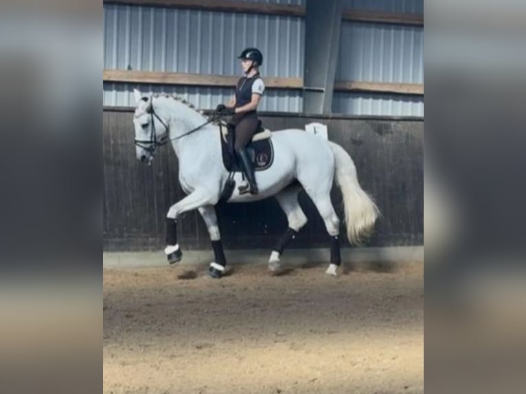 Hannoveraner Wallach 11 Jahre 174 cm White in Børkop