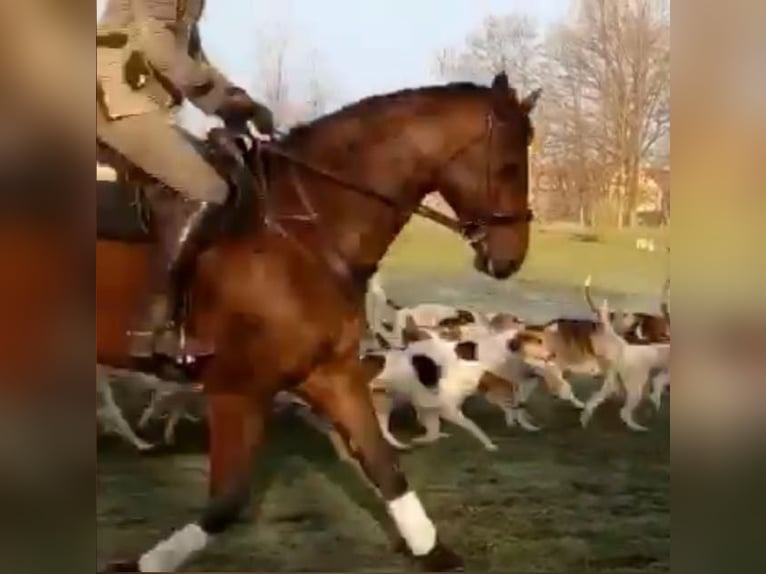 Hannoveraner Wallach 11 Jahre 175 cm Brauner in Salzhausen