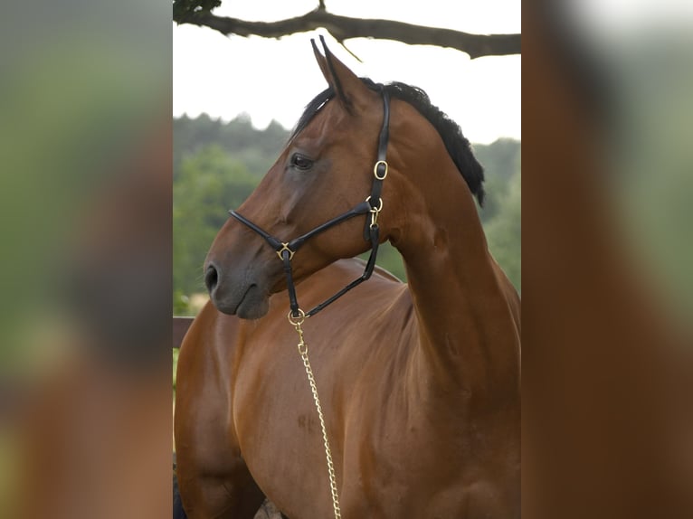 Hannoveraner Wallach 11 Jahre 175 cm Brauner in Salzhausen