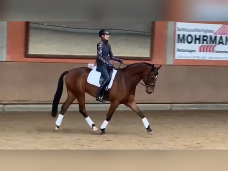 Hannoveraner Wallach 11 Jahre 175 cm Brauner in Salzhausen