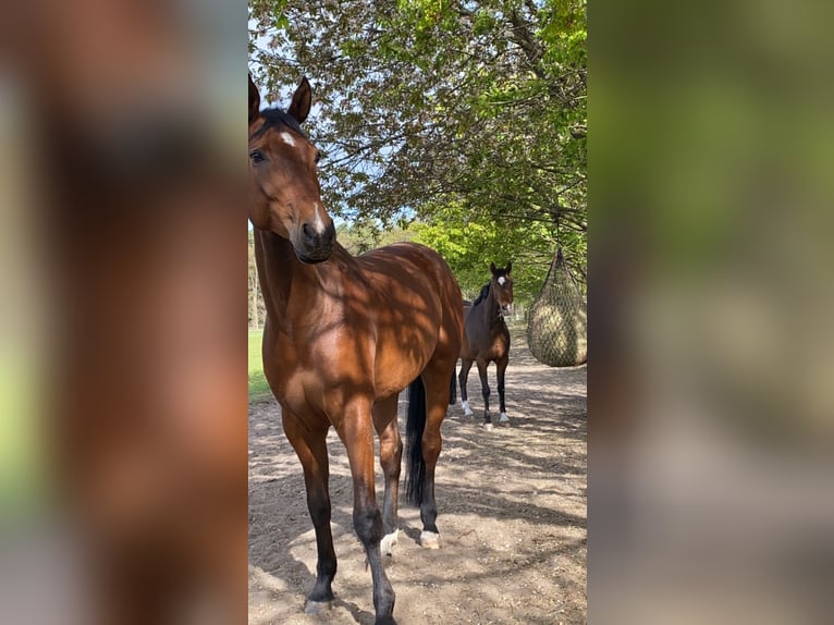 Hannoveraner Wallach 11 Jahre 175 cm Brauner in Salzhausen