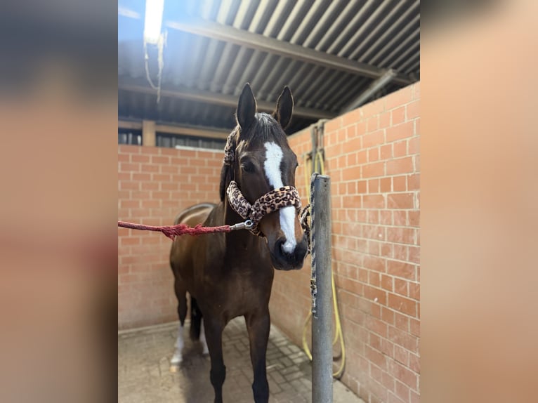 Hannoveraner Wallach 11 Jahre 175 cm  in Lehrte