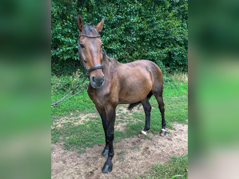 Hannoveraner Wallach 11 Jahre 175 cm Dunkelbrauner in Neustadt an der Weinstra&#xDF;e