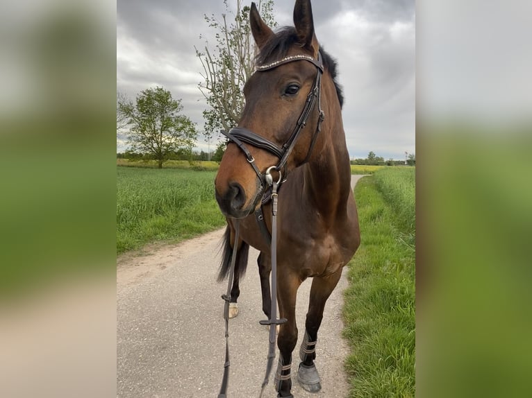 Hannoveraner Wallach 11 Jahre 175 cm Dunkelbrauner in Neustadt an der Weinstra&#xDF;e