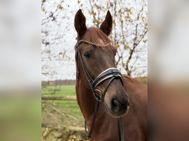 Hannoveraner Wallach 11 Jahre 175 cm Fuchs in Kirchtimke
