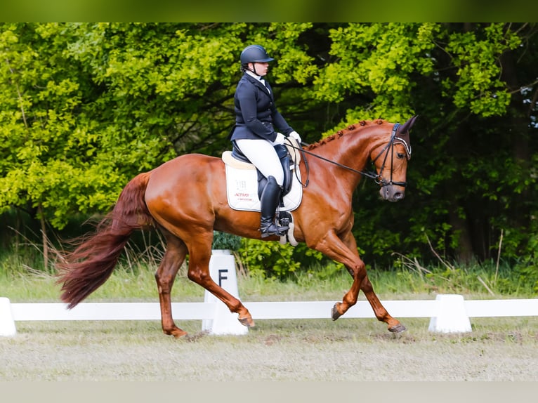 Hannoveraner Wallach 11 Jahre 175 cm Fuchs in Kirchtimke