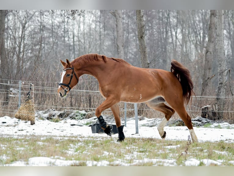 Hannoveraner Wallach 11 Jahre 175 cm Fuchs in Handorf