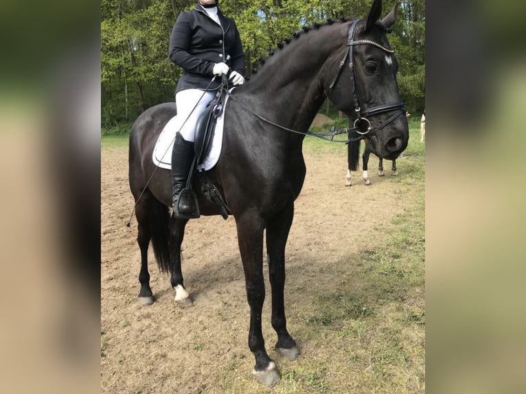 Hannoveraner Wallach 11 Jahre 175 cm Rappe in Kisserow
