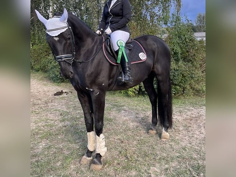 Hannoveraner Wallach 11 Jahre 175 cm Rappe in Kisserow