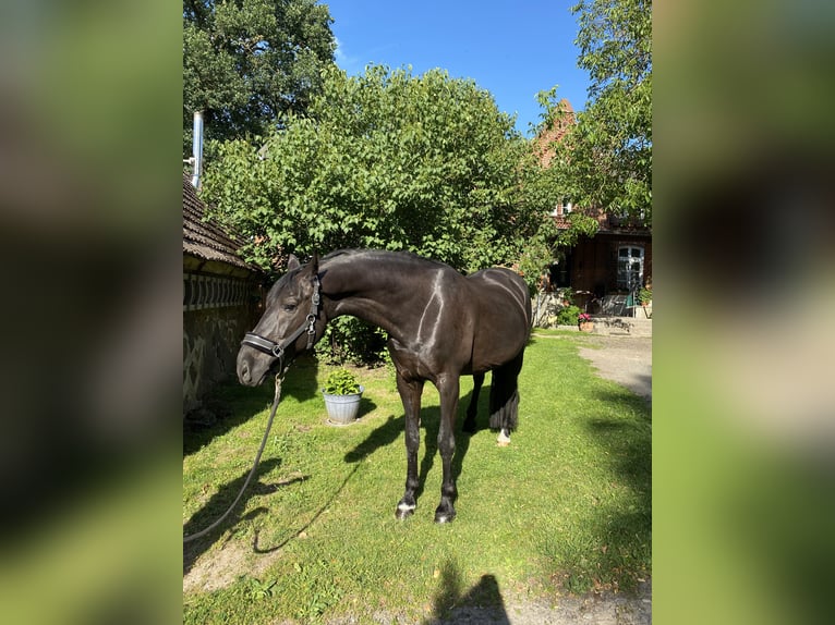 Hannoveraner Wallach 11 Jahre 175 cm Rappe in Kisserow