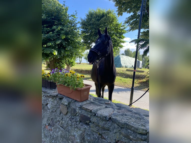Hannoveraner Wallach 11 Jahre 175 cm Rappe in Kisserow