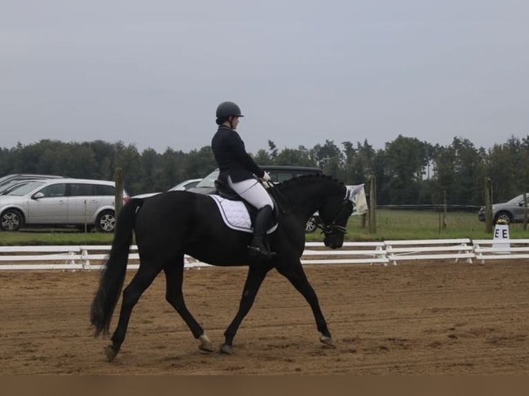 Hannoveraner Wallach 11 Jahre 175 cm Rappe in Kisserow