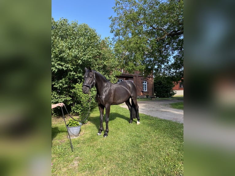 Hannoveraner Wallach 11 Jahre 175 cm Rappe in Kisserow