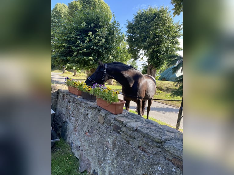 Hannoveraner Wallach 11 Jahre 175 cm Rappe in Kisserow
