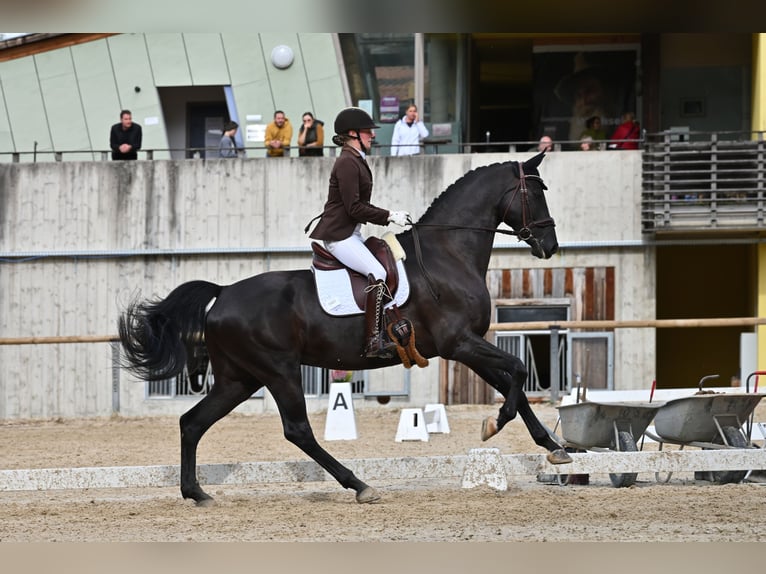 Hannoveraner Wallach 11 Jahre 175 cm Rappe in Kematen in Tirol