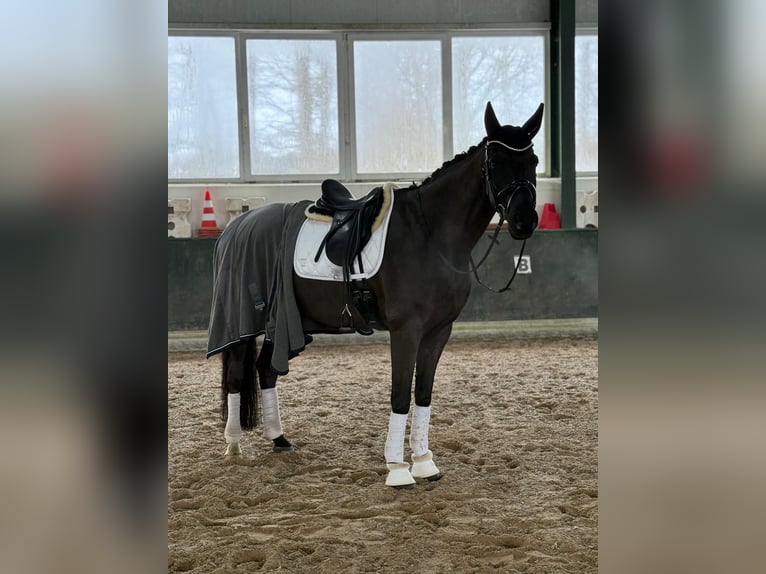 Hannoveraner Wallach 11 Jahre 175 cm Rappe in Rankweil