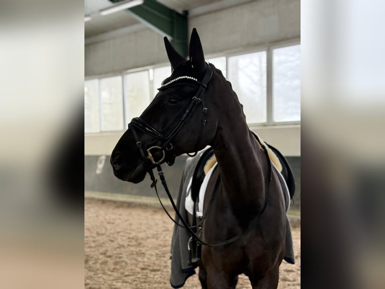 Hannoveraner Wallach 11 Jahre 175 cm Rappe in Rankweil