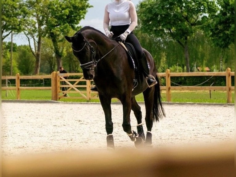 Hannoveraner Wallach 11 Jahre 177 cm Rappe in Hannover