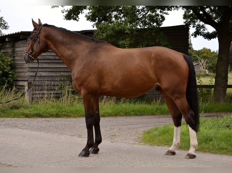 Hannoveraner Wallach 11 Jahre 178 cm Dunkelbrauner in Langenhagen