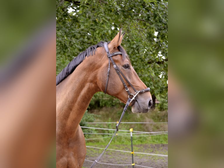 Hannoveraner Wallach 11 Jahre 178 cm Dunkelbrauner in Langenhagen