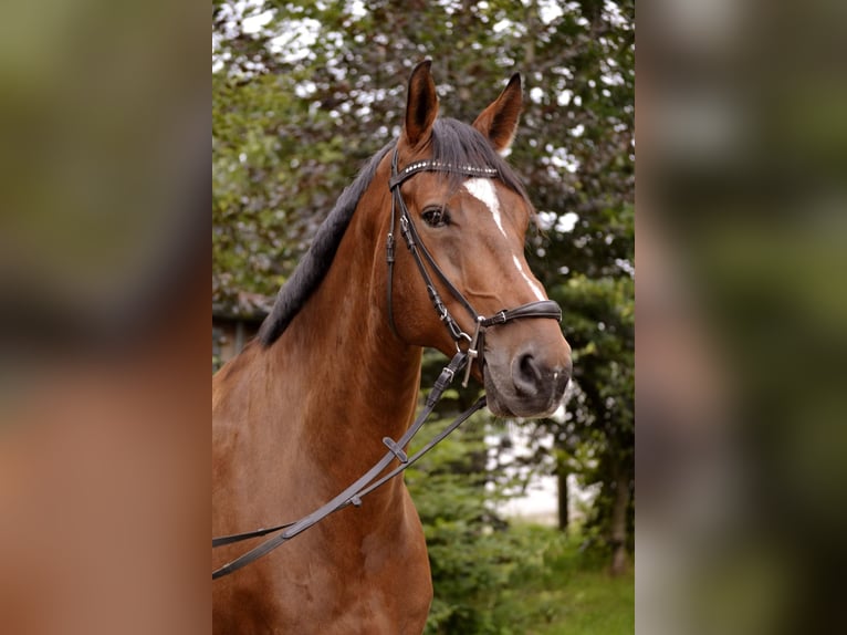 Hannoveraner Wallach 11 Jahre 178 cm Dunkelbrauner in Langenhagen