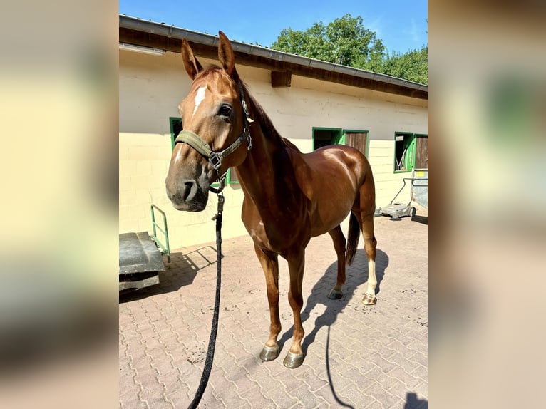 Hannoveraner Wallach 11 Jahre 178 cm Fuchs in Dintesheim