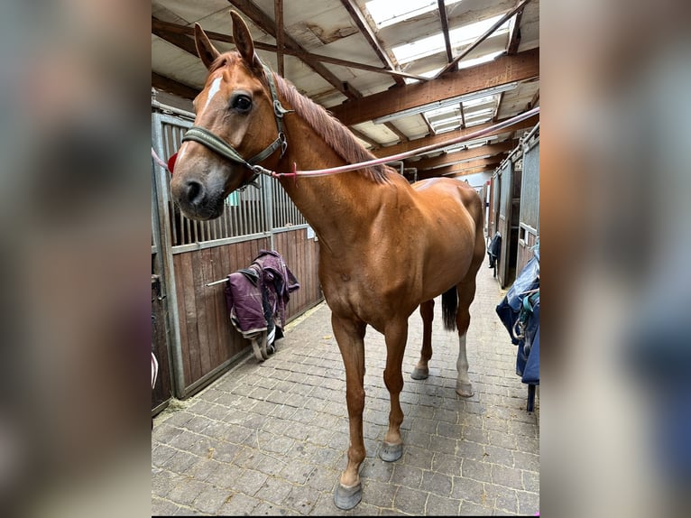 Hannoveraner Wallach 11 Jahre 178 cm Fuchs in Dintesheim