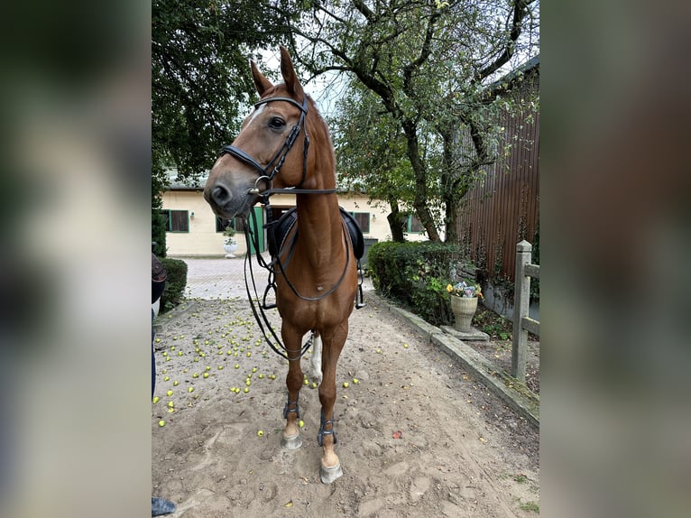 Hannoveraner Wallach 11 Jahre 178 cm Fuchs in Dintesheim