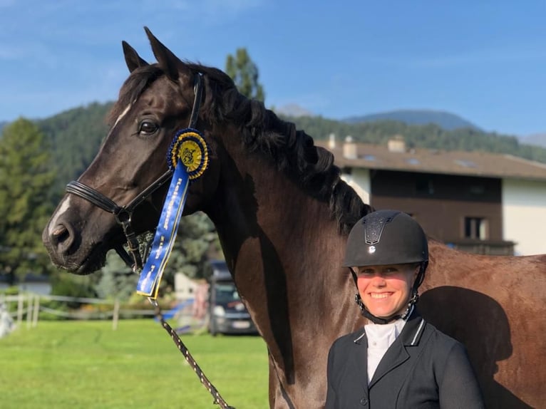 Hannoveraner Wallach 11 Jahre 178 cm Rappe in Kematen in Tirol