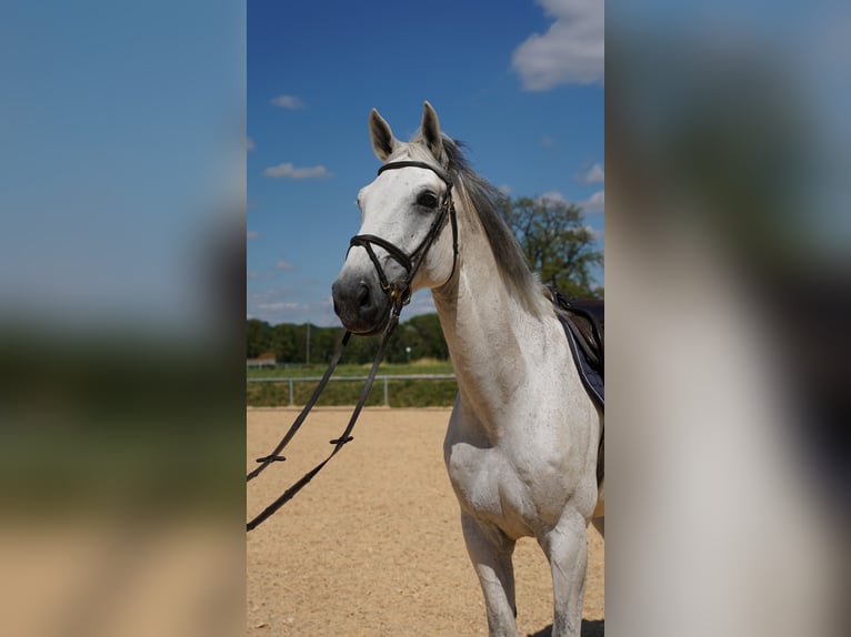 Hannoveraner Wallach 11 Jahre 178 cm Schimmel in Essingen