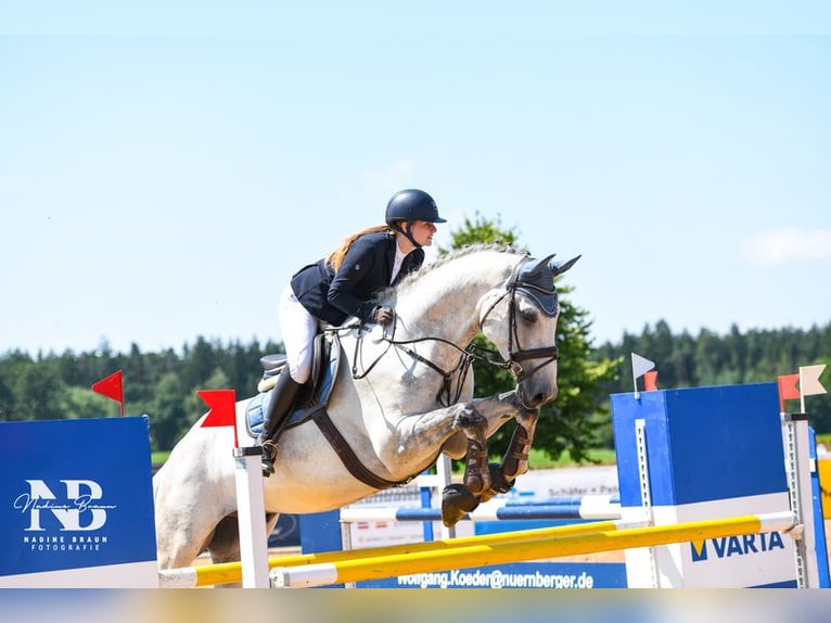 Hannoveraner Wallach 11 Jahre 178 cm Schimmel in Essingen