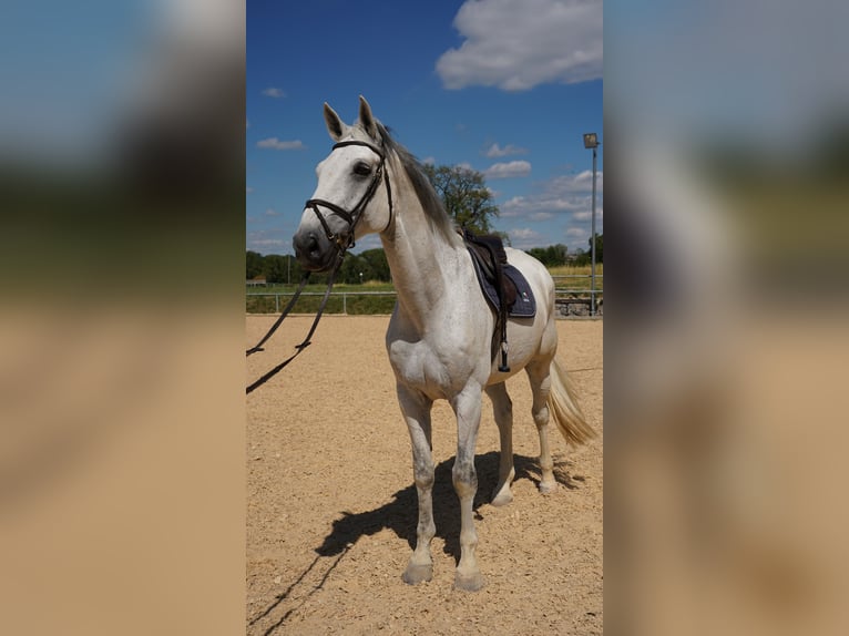 Hannoveraner Wallach 11 Jahre 178 cm Schimmel in Essingen