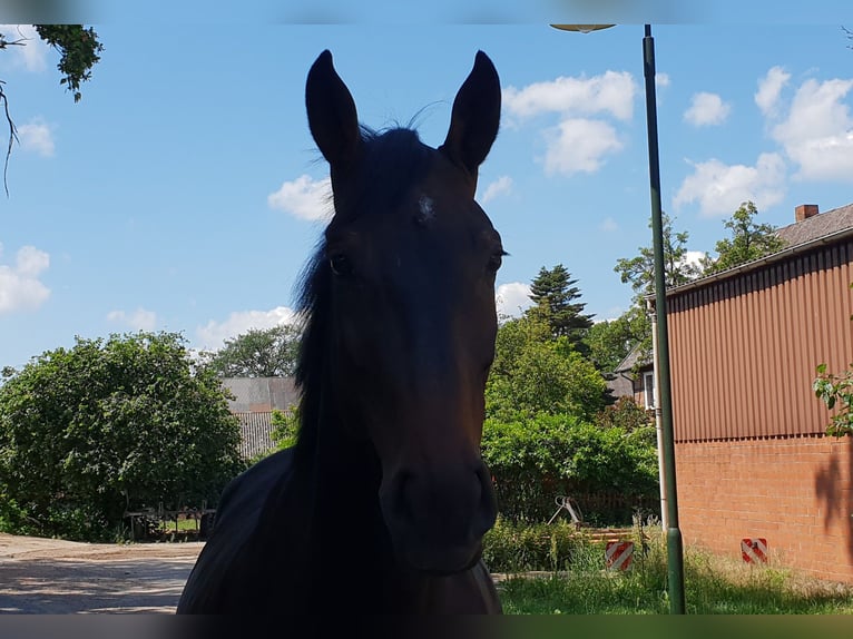 Hannoveraner Wallach 11 Jahre 178 cm Schwarzbrauner in Gorleben Meetschow