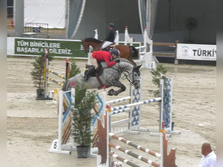 Hannoveraner Wallach 11 Jahre 179 cm Schimmel in İstanbul