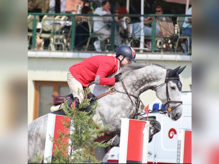 Hannoveraner Wallach 11 Jahre 179 cm Schimmel in İstanbul