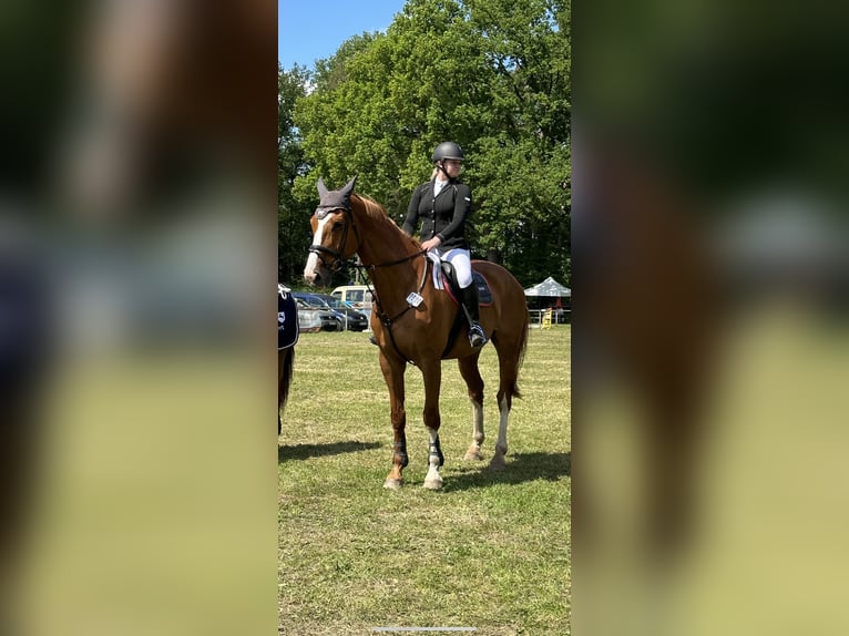 Hannoveraner Wallach 11 Jahre 180 cm Fuchs in Petershagen