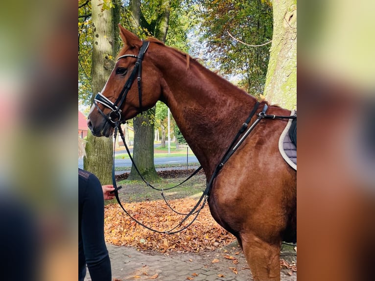 Hannoveraner Wallach 11 Jahre 180 cm Fuchs in Petershagen