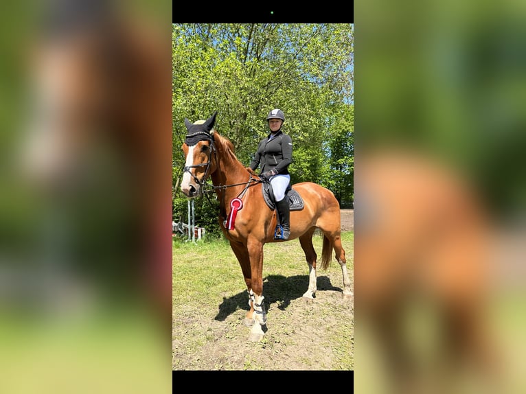 Hannoveraner Wallach 11 Jahre 180 cm Fuchs in Petershagen