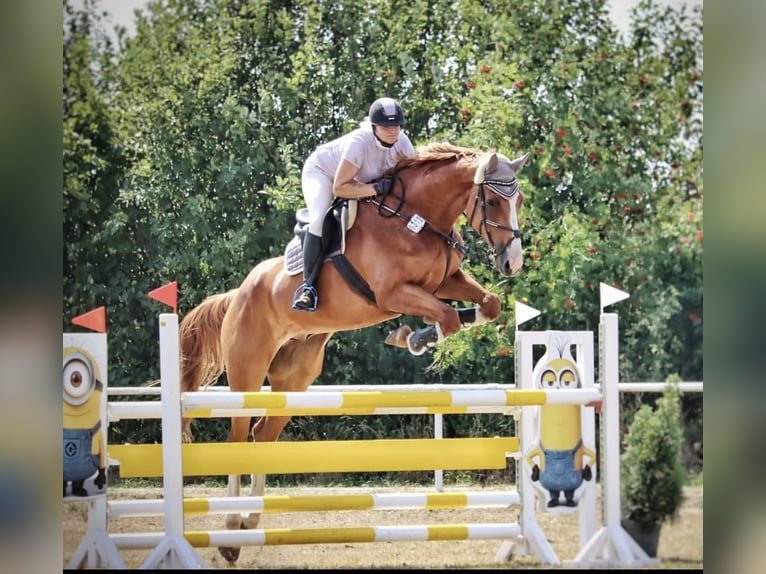 Hannoveraner Wallach 11 Jahre 180 cm Fuchs in Petershagen
