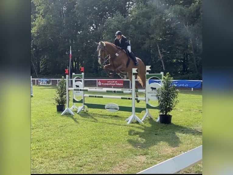 Hannoveraner Wallach 11 Jahre 180 cm Fuchs in Petershagen