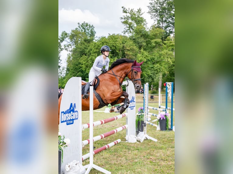 Hannoveraner Wallach 11 Jahre 180 cm Rotbrauner in Zagare