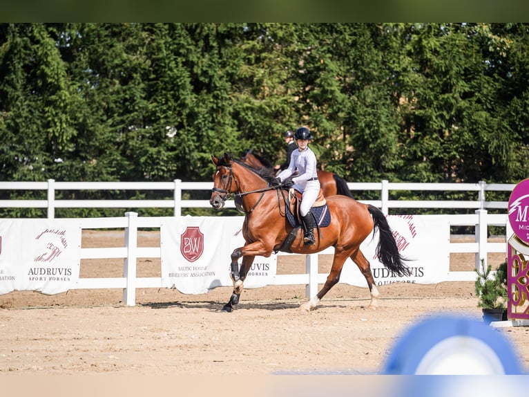 Hannoveraner Wallach 11 Jahre 180 cm Rotbrauner in Zagare