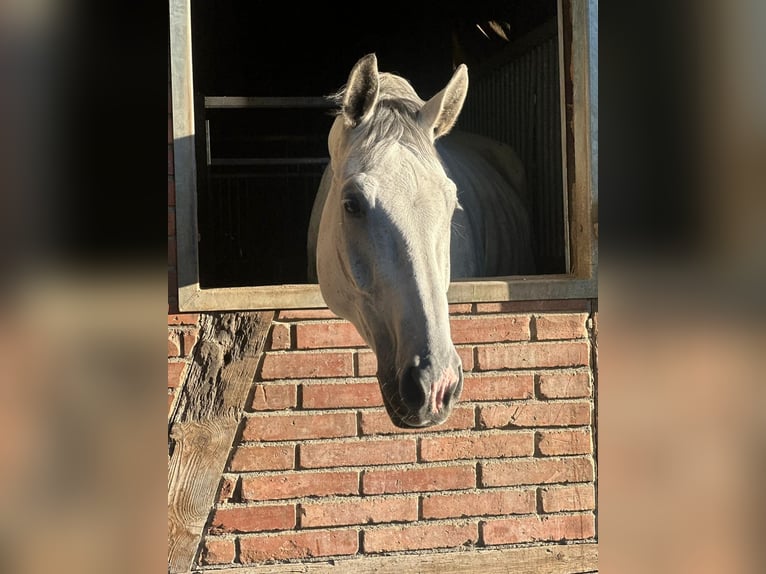 Hannoveraner Wallach 11 Jahre 180 cm Schimmel in Worblaufen